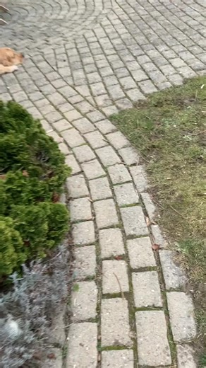 Quick Flash on TikTok