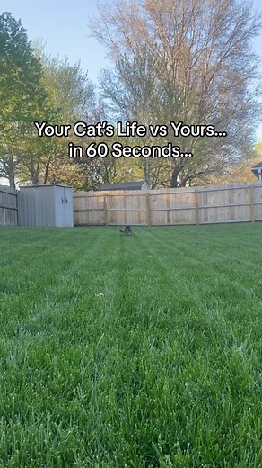 Understanding Your Cat's Life Stages: A Comparison to Human Years