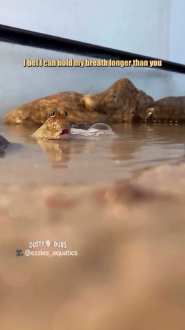 Dusty Dubs on Instagram: "mudskipper meets his match 🎥: @ezzies_aquatics #voiceover #voiceovers #mudskipper #aquarium #funny"