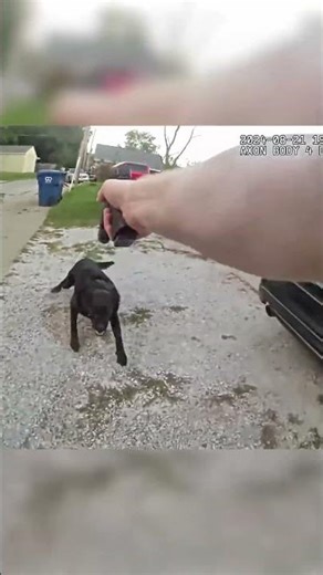 Agressive dog gets shot by an officer