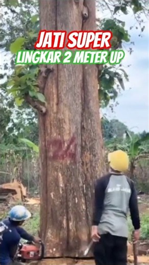 Menebang pohon Jati super lingkar 2 meter Up #kayujati #jatisuper #sonokeling #kayukalimantan