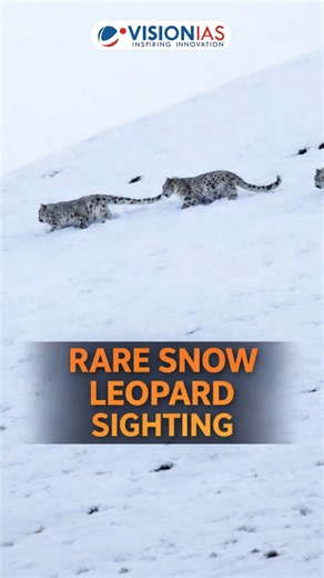Snow Leopard Family Spotted in Ladakh, Video Goes Viral A rare snow leopard family sighting in Ladakh has taken the Internet by storm after a video captured a mother and her two cubs moving gracefully across the high Himalayas. The footage was filmed by the Border Roads Organisation’s Project Himank during routine road maintenance operations in the region. Often called the “ghosts of the mountains,” snow leopards are among the world’s most elusive big cats. The video offers a rare glimpse into t