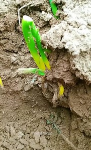 1.6K views | Beautiful Natural | University Secret Files | Facebook