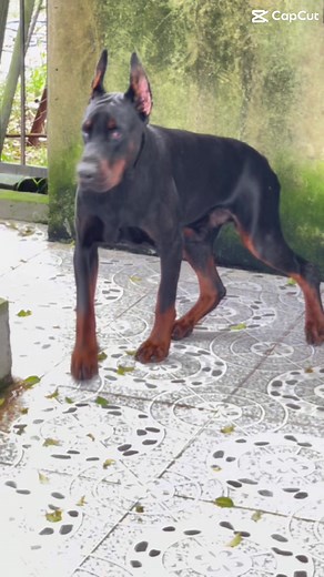 Misterioso Doberman: Un Rey entre los Perros