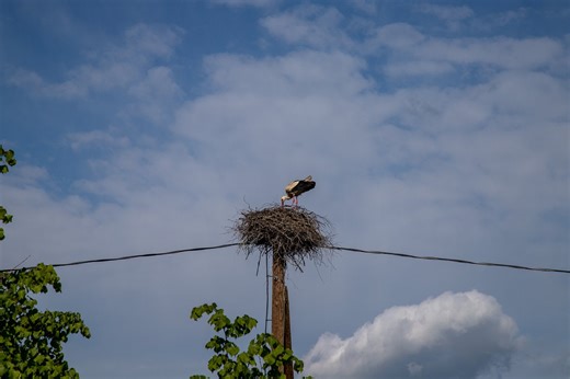 Take stork of big nests this season in Latvia