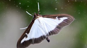 Ohio Department of Agriculture confirms spread of invasive box tree moth into Cuyahoga, Ashtabula counties