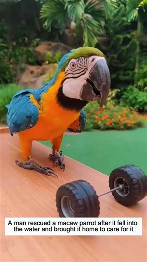 Rescuing a Macaw from the Water #macaw #wildliferescue #rescue #lovestory #cute #shorts #birds