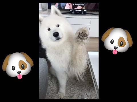 Tik Tok dog compilation (funny memes) 🐶