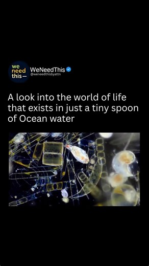 A single spoonful of ocean water contains an entire hidden world of life. 🌊🔬 It can hold millions of microscopic organisms like plankton, bacteria, algae, and tiny animals, many of which form the base of the entire marine food chain. These invisible life forms produce a huge portion of Earth’s oxygen, recycle nutrients, and support everything from fish to whales. 🐋 It is a reminder that even the smallest drop of the ocean is alive, complex, and essential to life on Earth. 🌍✨ Let us know your