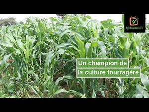 Burkina Faso : Un champion de la culture fourragère