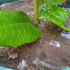 56K views · 77 reactions | Gardening tips: the timeless art of citrus propagation. | Fabiosa UK | Facebook