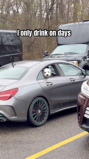 You Must Try This Too✅#dog #dogs #doglife #shorts #shortvideo #funny #funnyshorts #pets #poodle