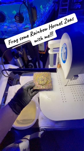 As we move zoas over to the new zoa farm we take the opportunity to do some precautionary dips and of course some fragging!!! #reeflife #coral #reefer #saltwateraquarium #reefercouple #coralfarm #allmymoneygoestocorals #aquarium #ReefTank #fragtank #sidehustle #reef #hobbies #sustainability #zoa #zoanthids | Reef Life Texas