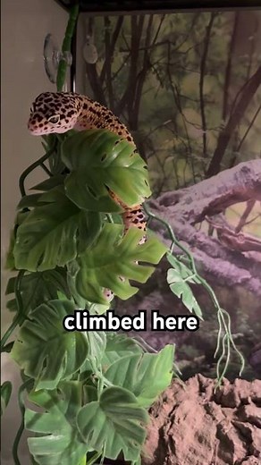 Leopard Gecko productivity level: 3% 🦎