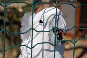 These 10 Crazy Cockatoos are a Laugh a Minute