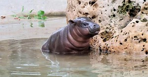David Muir shares the heartwarming story of Mars, the Tanganyika baby hippo who went viral