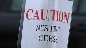 State investigating video of motorist killing goose