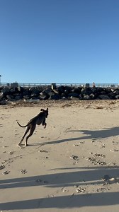 1K views · 150 reactions | Busy busy bee   #Greatdane #danesofinstagram #dogs #dogsofinstagram #pets #petsofinstagram #gr8danearchie #dogmom #danemom #greatdaneproblem #greatdanelife #dogdaily #dogvideos #funnydogvideos #dogreels #giantdoglife #giantdogproblems #miamibeach #miami #beachlife #deutschedogge | Archie the Great Dane | Facebook