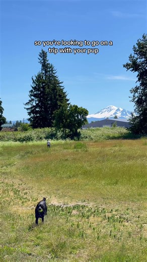 If Bellingham, WA had a middle name, it would be dog-friendly 🐾 #bellingham #pnw #visitwashington
