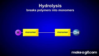 Hydrolysis and Dehydration Synthesis on Make a GIF