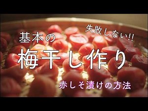 【梅干し】基本の梅干しの作り方/初心者向け/赤しそ漬けの方法まで解説