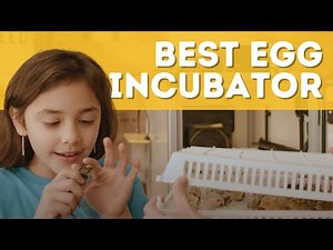 Best Quail Incubator 🥚 For Homesteaders and Educators.