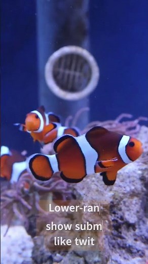 False clownfish