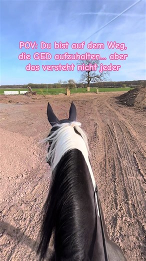 Dein erstes Star Stable Pferd: Friese oder Morgan?