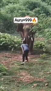 #elephant _#_video _#🔥🔥🐘🐘🐘🔥🔥