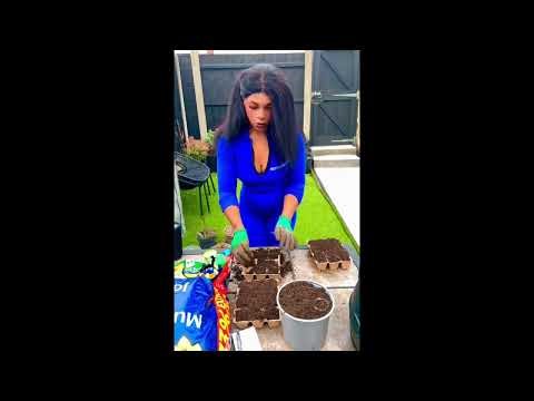 How to plant carrot seeds +Tips