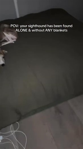 Kayce the Whippet on Instagram: "How would your pup fare if left alone & blanketless?🥺😭 #Whippetdog #sighthound #greyhound #italiangreyhound #dogmom"