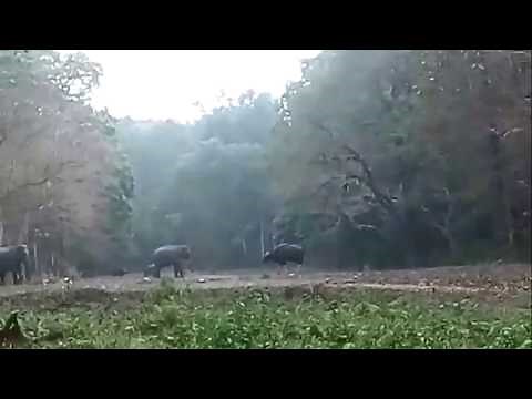 Bison attacks Elephant - The thrilling life of Jungle