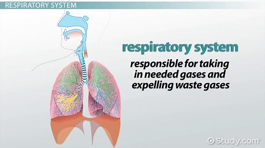 Cnidaria Definition, Respiratory System & Examples