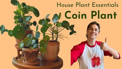 Pilea peperomioides - Complete care - Houseplant basics - How to grow well (Chinese money plant)