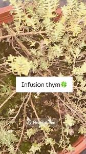 L'infusion de thym 🌿 est réputée pour ses propriétés antiseptiques, aidant à soulager les maux de gorge et à renforcer le système immunitaire 💪 Pour la préparer, faites infuser une cuillère à café de thym séché dans une tasse d'eau bouillante ☕ pendant 5 à 10 minutes. Filtrez et savourez avec une touche de miel 🍯 pour apaiser la gorge. #RemèdeNaturel #InfusionThym #SantéBienÊtre #ImmunitéRenforcée #RecetteMaison | Norabeautyconseils
