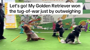 Golden Retriever Tug-of-War Fun