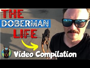 The Awesome Life of a Doberman—Video Compilation