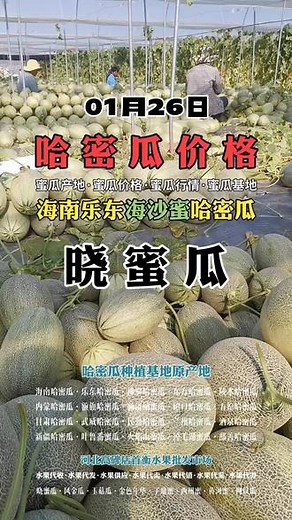 海南乐东晓蜜瓜种植基地哈密瓜批发价格行情 2024年1月26日,2024乐东哈密瓜今日价格- 抖音