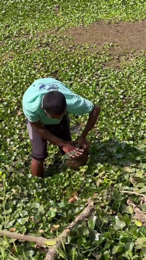 Fishing for females in a pond of fresh water । সজলের পুকুরের মধ্যে নারি পেতে মাছ ধরা #fishing