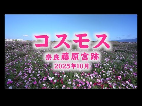 奈良、藤原宮跡のコスモス 2025年10月