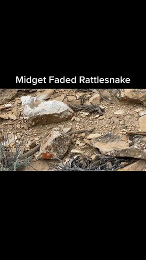 RattlesnakesAZ on TikTok