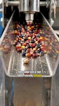 How Chia Seeds Are Made | Farm to Factory | Complete Manufacturing Process
