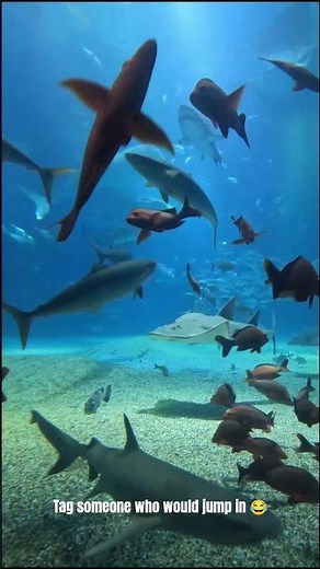 Swimming With Sharks? Osaka Aquarium Experience 🦈