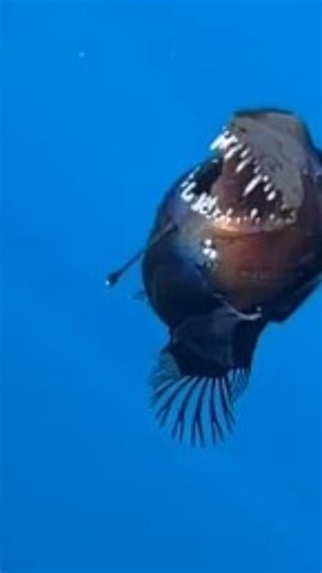A tu per tu con il diavolo nero: incontro inedito nel mare di Tenerife