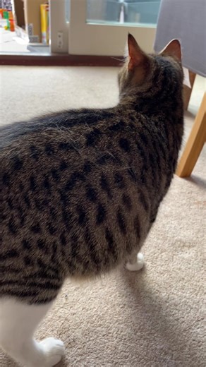 🐾 Day 61 of Chloe’s pregnancy… and something crazy is happening! Look closely at her belly… 👀 Can you see the kittens moving?! Those little twitches are the babies kicking inside 🐱🐱🐱 We are so close now… kittens could arrive any day! 👇 COMMENT if you can see the twitch! We’ll keep posting updates until the big day ❤️ #pregnantcat #kittenwatch #catsoftiktok #kittenscoming #catpregnancy
