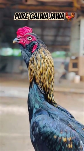 Galwa Jawa Aseel Murga 🐓🔥 | Pure Bloodline Power#viral #trending #aseel #aseelmurga #galwajawa