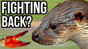 3 Native European Species That Hunt And Control Invasive Species