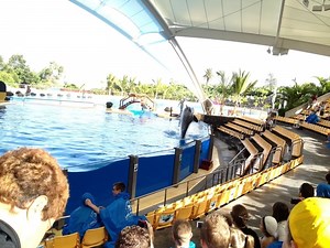 Loro Parque: Tödlicher Unfall bei den Orcas