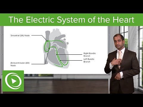 Cardiac Arrhythmia: The Electric System of the Heart – Cardiovascular Pathology | Lecturio