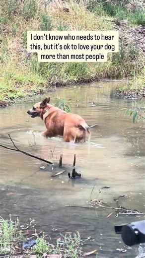 Dogs > People #australiancattledog #dogsofttiktok